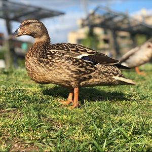 Meet your Posher, Massinissa